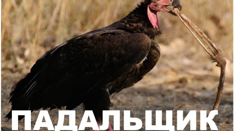 ПАДАЛЬЩИК (АПОКАЛИПСИС) смотреть онлайн