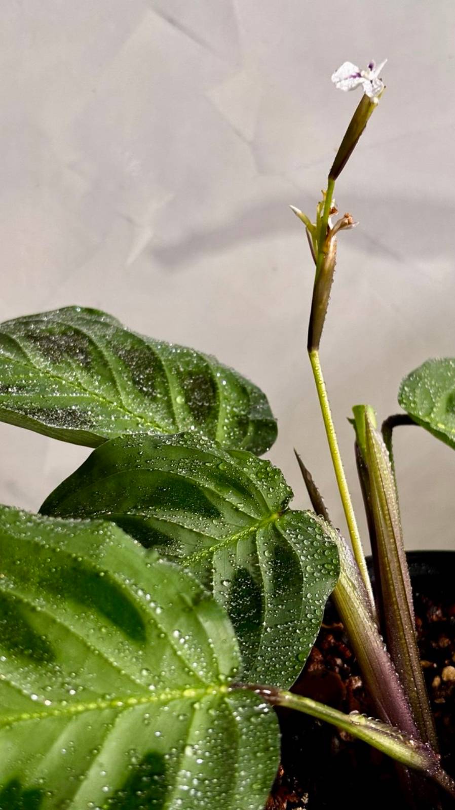 Цветение маранты керховена смотреть онлайн