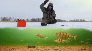 МНОГО ОКУНЯ! Поймал Щуку и приготовил ее в Автоклаве! Рецепт щуки