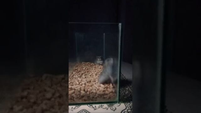 ЖИЗНЬ ХОМЯКОВ 🐹 ЧАСТЬ 5!!! смотреть онлайн