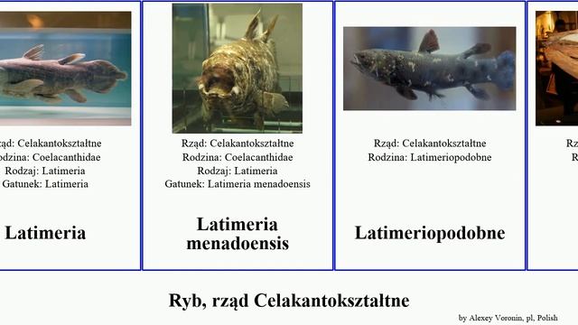 Ryb, rząd Celakantokształtne fish gigas Latimeria Mawsonia Gyroptychius Latimeriopodobne Kreuzberg смотреть онлайн