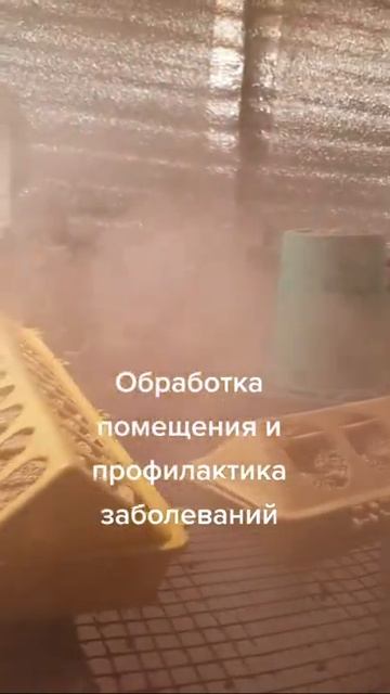 Обработка помещений птиц профилактика заболеваний Обрабатываем вместе с цыплятами Северный Казахста смотреть онлайн