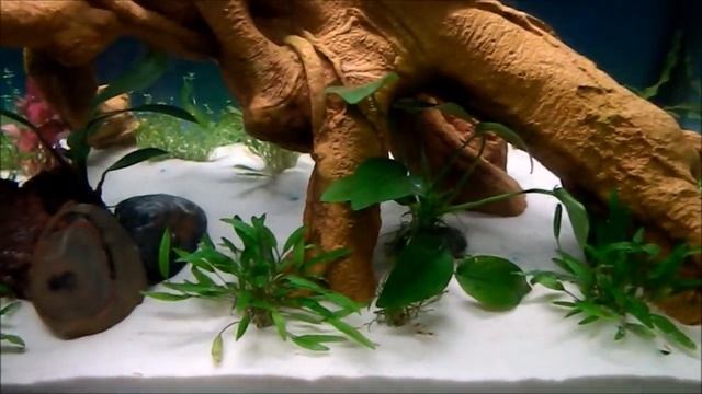 More Echinodorus and Ludwigias смотреть онлайн