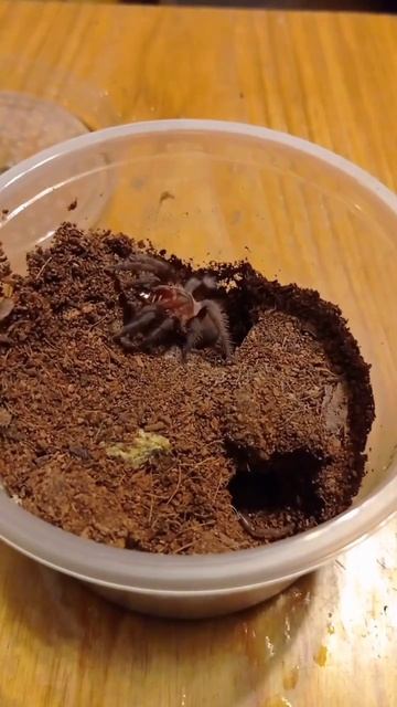 #tliltocatl #tliltocatlvagans #vagans #spider #pajak #tarantula #birdspider #fyp #ptasznik смотреть онлайн