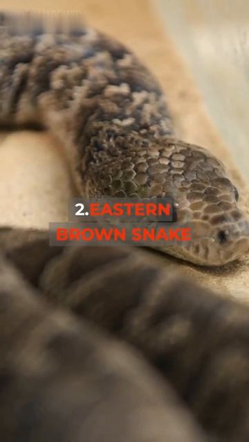 Top 3 dangerous Snakes in the world ⚠️ 🌍#shorts #snake #venom смотреть онлайн