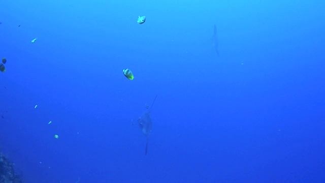 BALI MolaMola Splash II смотреть онлайн
