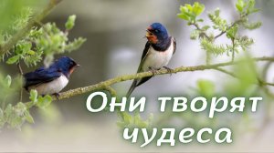 Нежная музыка для души, а пение птиц успокаивает нервную систему