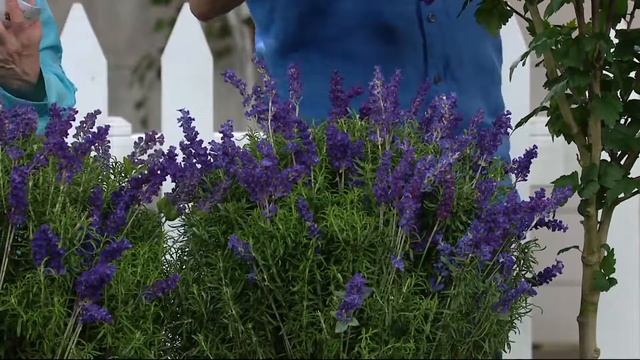 Cottage Farms 6-pc Lavance Purple Lavender on QVC смотреть онлайн