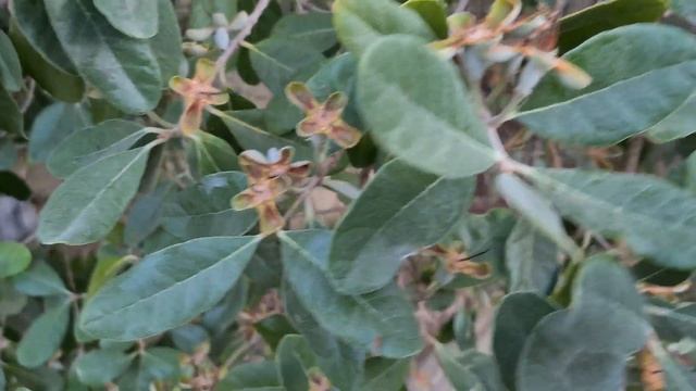 פיג"ויה לאחר הפריחה Feijoa sellowiana after blooming смотреть онлайн