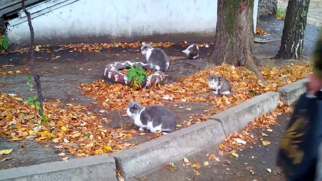 Cute kitty cats groom themselves, cat's kingdom. Няшные кошки, кошачье царство, Russia смотреть онлайн