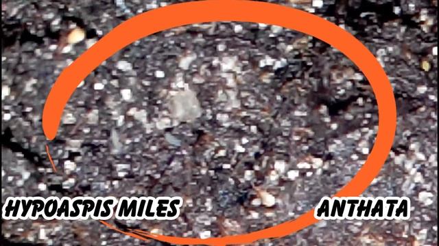 Hypoaspis miles смотреть онлайн
