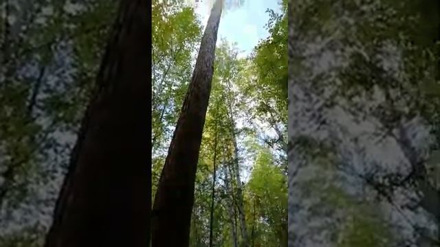 Поход в лес в поисках белок смотреть онлайн
