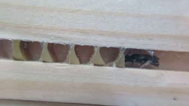 Solitary bee continues building in nest box смотреть онлайн
