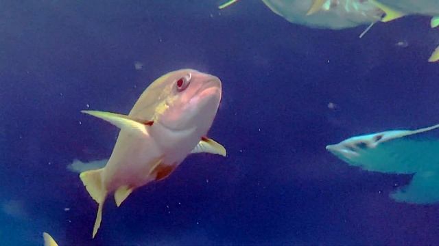 ヨスジフエダイ　Bluelined snapper 　Lutjanus kasmira смотреть онлайн