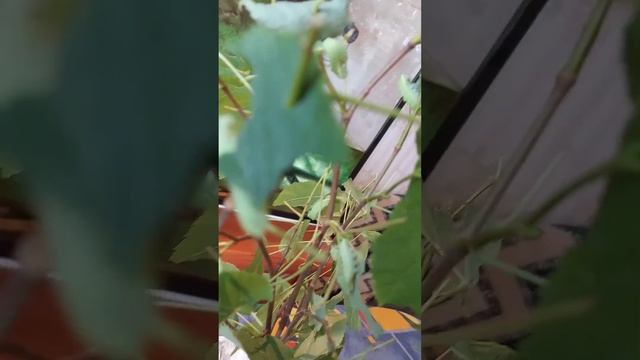 Павлиноглазка рыжая Aglia tau разведение смотреть онлайн