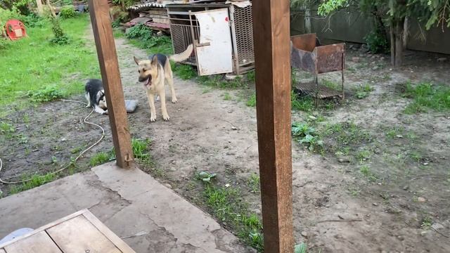 Овчарка ВЕО Эрик украл подушку у хаски и разорвал ее . Приколы собак . смотреть онлайн