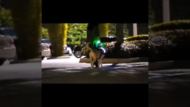 Pet living смотреть онлайн