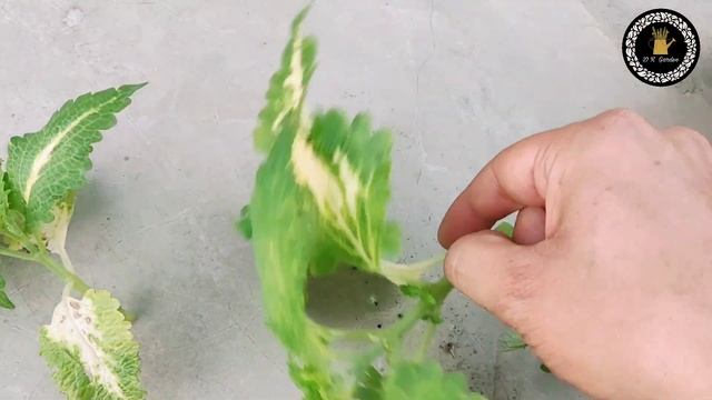 কলিয়াসের সাতকাহন // All about coleus смотреть онлайн