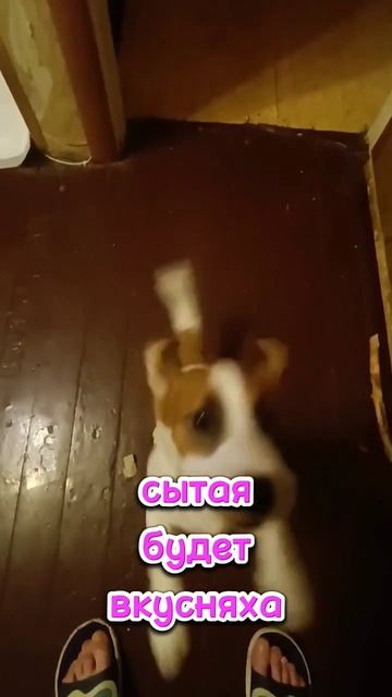 Сушеные лакомства Сытая Бульба #корм #лакомство #собака смотреть онлайн