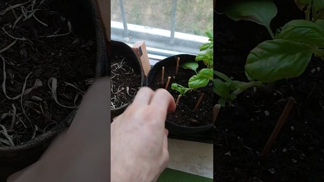 Шкурки от дыни как удобрение множество преимуществ для растений вашего сада смотреть онлайн