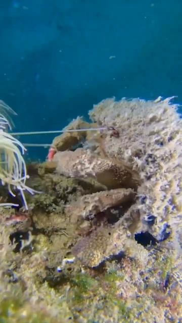 Don’t you hate when you get anemone in the eye - sponge crab feeding on anemone daily hazards смотреть онлайн