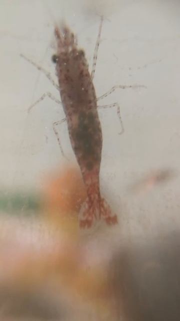 Креветка черри. Икра. смотреть онлайн