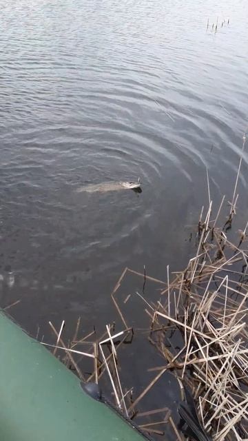 Щука весна смотреть онлайн