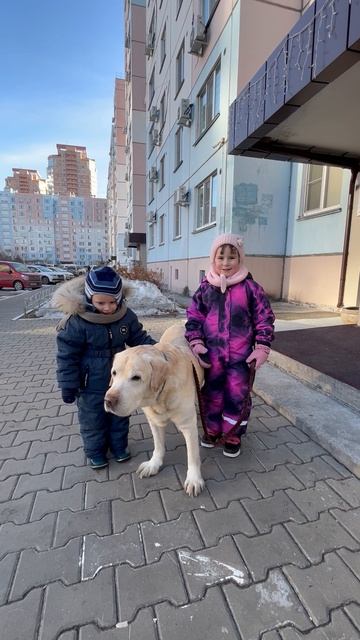 Володя, Полина и лабрадор Сэм. Володе 3,5 года смотреть онлайн