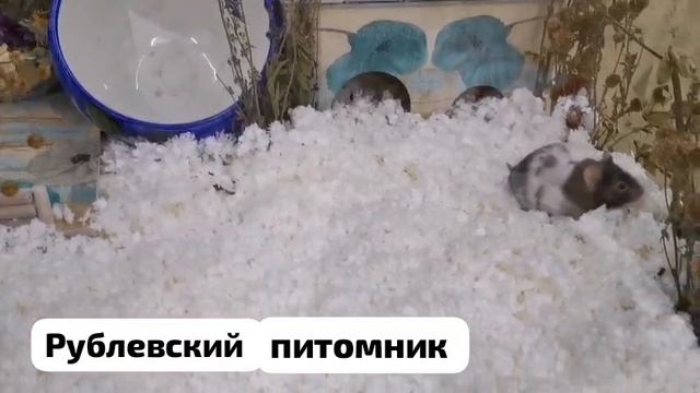 1000441285.mp4 смотреть онлайн