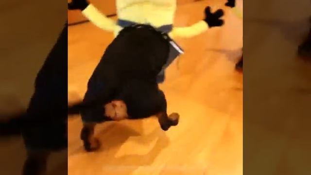 Wiener Dog Minions! смотреть онлайн
