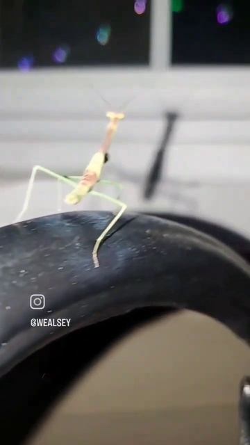 Praying Mantis attacks смотреть онлайн