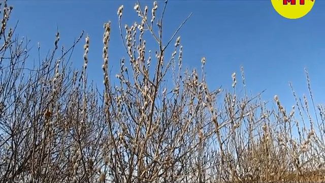 Первая пыльца, пчела в работе смотреть онлайн