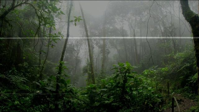 Tales of Canis Latrans: Echoes | Spooky Stories to Fall Asleep To смотреть онлайн