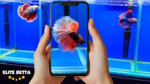 Рыбка петушок самцы #bettafish #betta #aquariumfish #петушок #аквариумныерыбки #рыбка