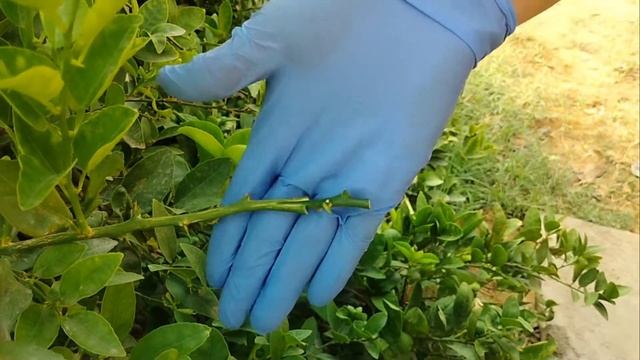 How To Wedge Graft In Citrus Plant  // 'V' Grafting //  With Simple  Technique