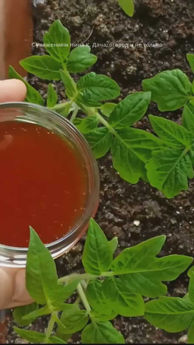 Супер органическая подкормка для любой рассады. Луковая шелуха+байкал для рассады#огород #подкормка