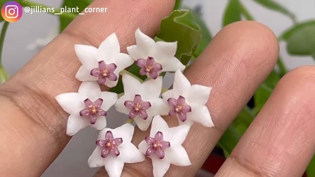 HOYAS IN BLOOM | HOYA PAXTONII