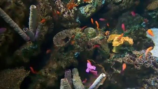 fish 148 смотреть онлайн