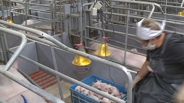 Ветеринарный врач