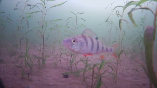 Ёрш, акуні, плотка смотреть онлайн