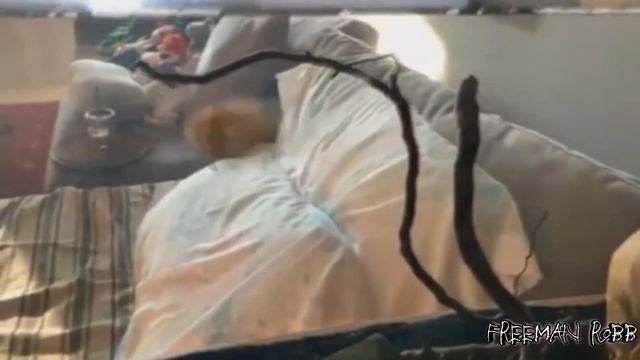 Dross y Mussolini, recopilación de Instagram. смотреть онлайн