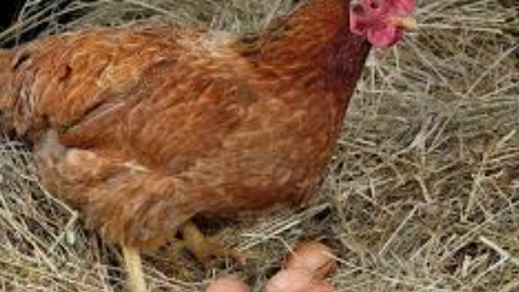 Когда занесутся куры молодки смотреть онлайн