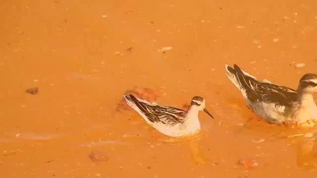 Lyskonoh úzkozobý - Phalaropus lobatus - Odinshühnchen - Red-necked phalarope смотреть онлайн