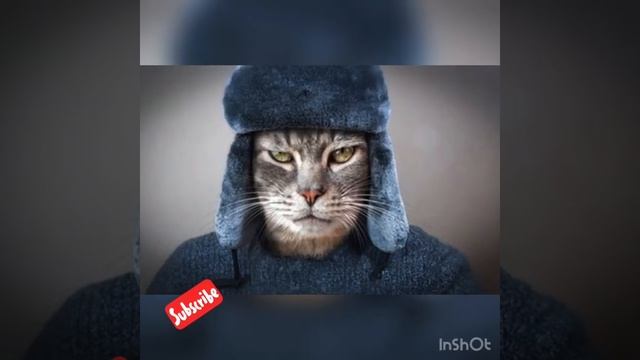 Котэ на «умняке»/ вторая часть смотреть онлайн
