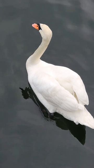 What is the difference between a city swan and a wild swan? #short смотреть онлайн