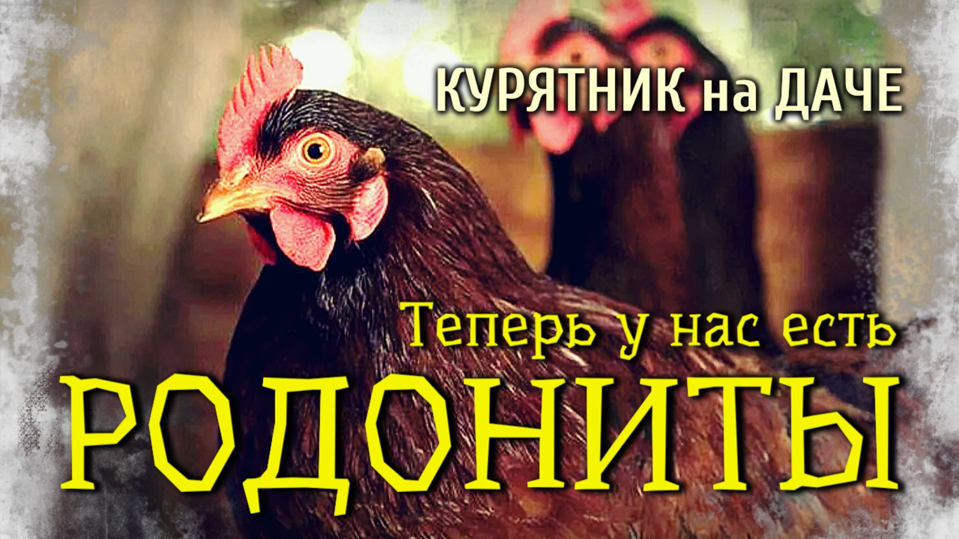 Приобрел кур-несушек породы Родонит, которые отличаются высокой продуктивностью смотреть онлайн