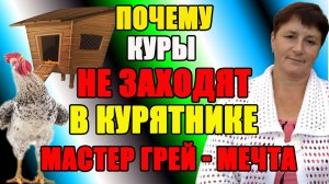 Почему куры НЕ ЗАХОДЯТ в курятник. Мастер Грей - лучший кросс.