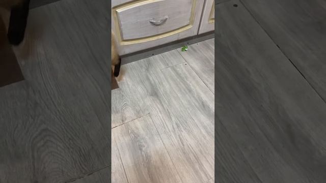 Я не умею сидеть на одном месте 😻 смотреть онлайн