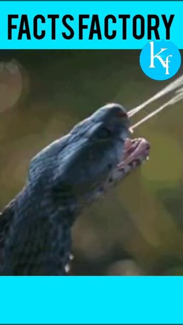 दुनिया का सबसे जहरीला साप है Hydro Feel Belcheri #shorts #factsfactory