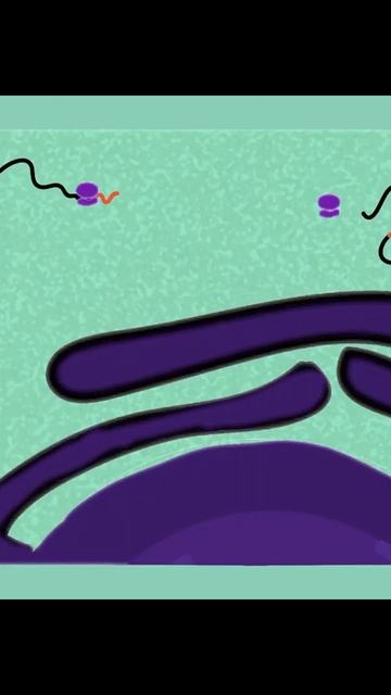 Protein Transport into Mitochondria and ER #cellbiology смотреть онлайн